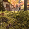 苔むす寺の秋