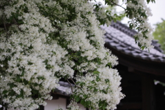 雪が降ったように　～ナンジャモンジャ