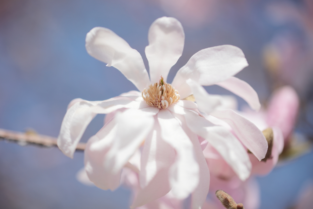 薄ピンクのリボン