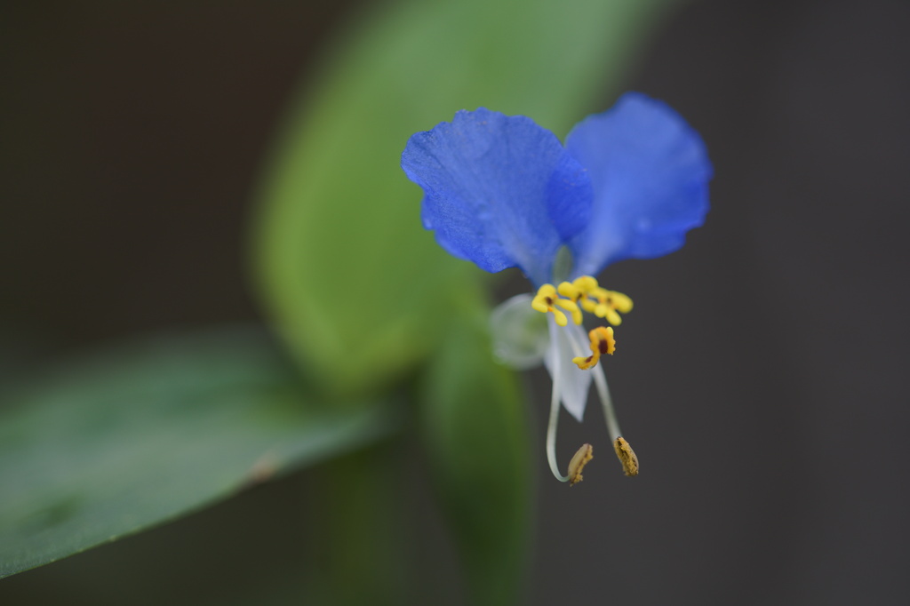 青の露草