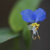 青の露草