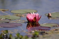 浮かぶ花