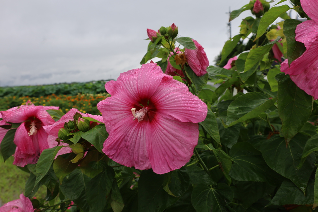 アメリカフヨウとレンコン畑