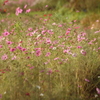 花花
