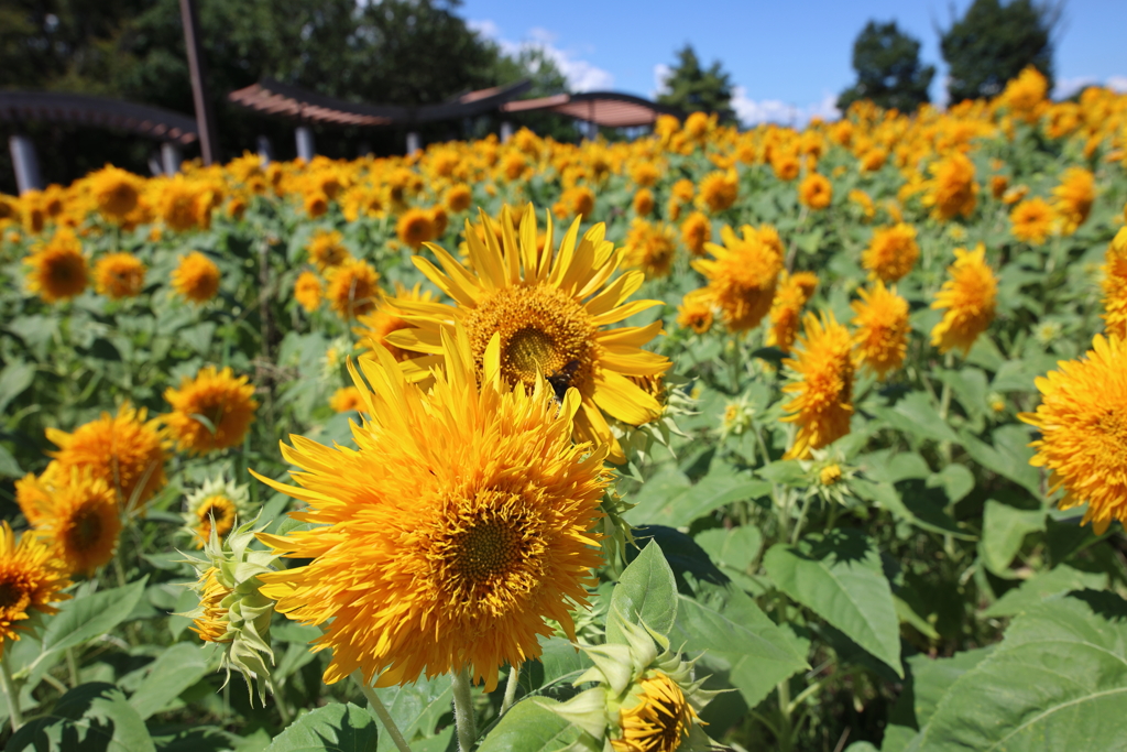 秋への移ろい　Ⅱ