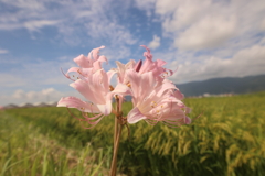 夏空に夏水仙