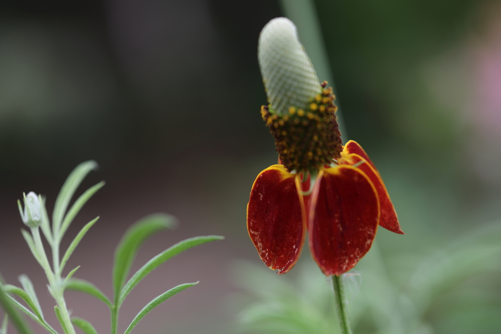 Mexican Hat