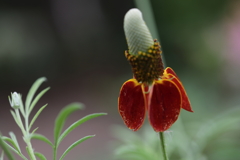 Mexican Hat