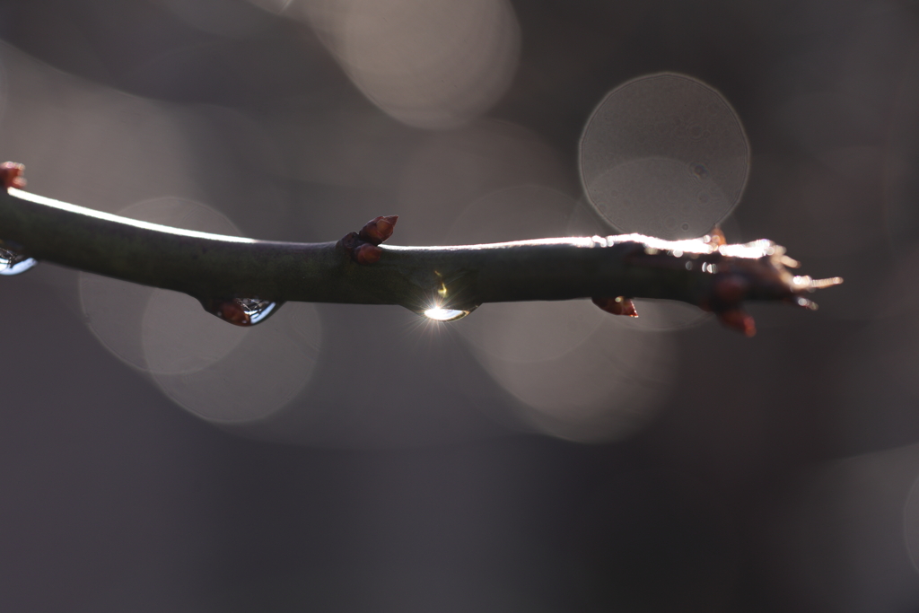 光をとらえてみた