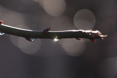 光をとらえてみた