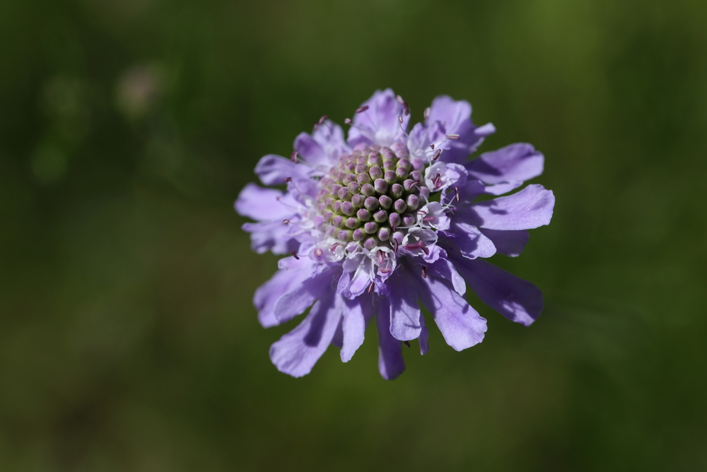 紫の花