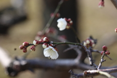 白梅