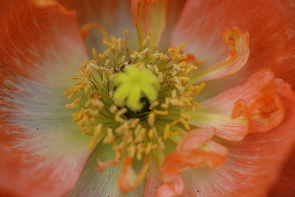 おしべ と めしべ