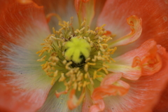 おしべ と めしべ