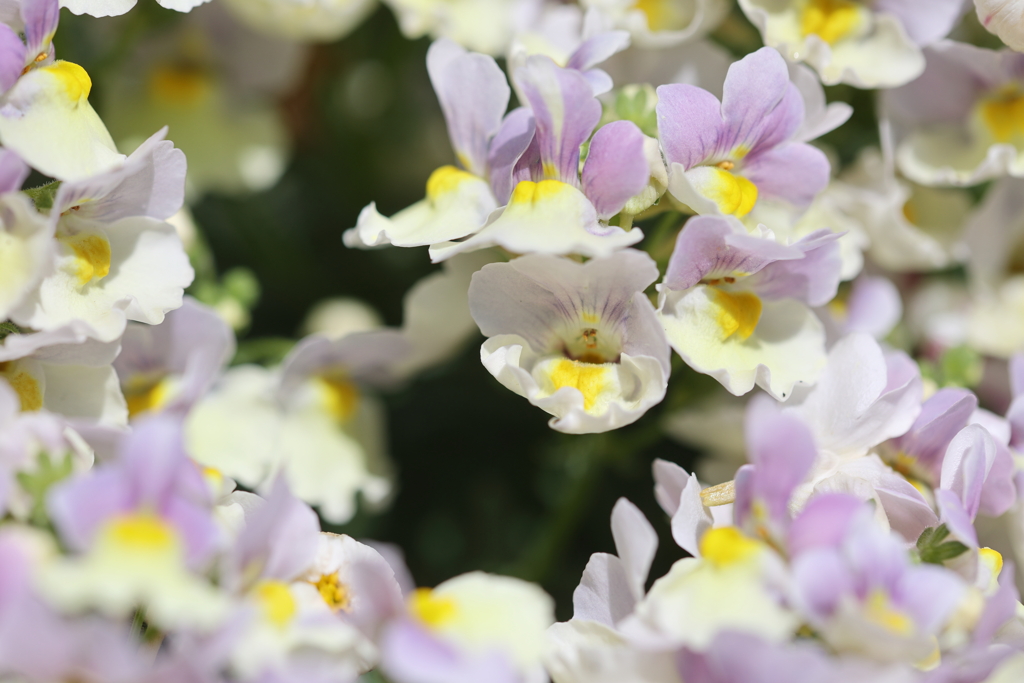 花園