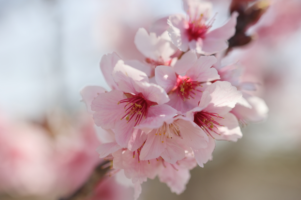 椿寒桜