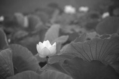 れんこんの花