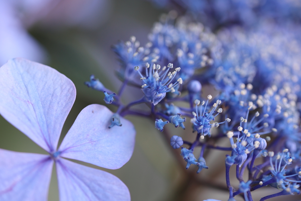 ちっちゃな花