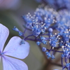 ちっちゃな花