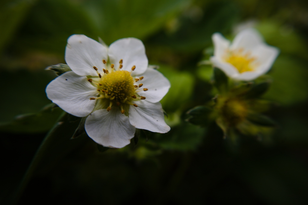 5月の路地いちご