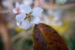 秋桜