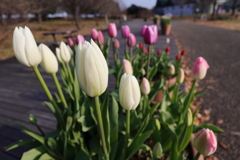 チューリップ咲く道