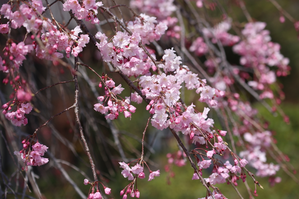 ピンクに染まる