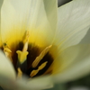 花芯