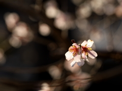 秋の桜