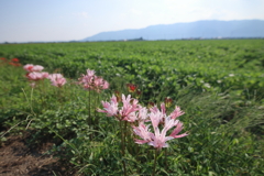 大地に咲く