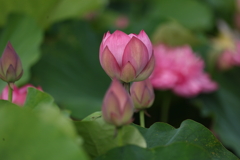 レンコンの赤い花