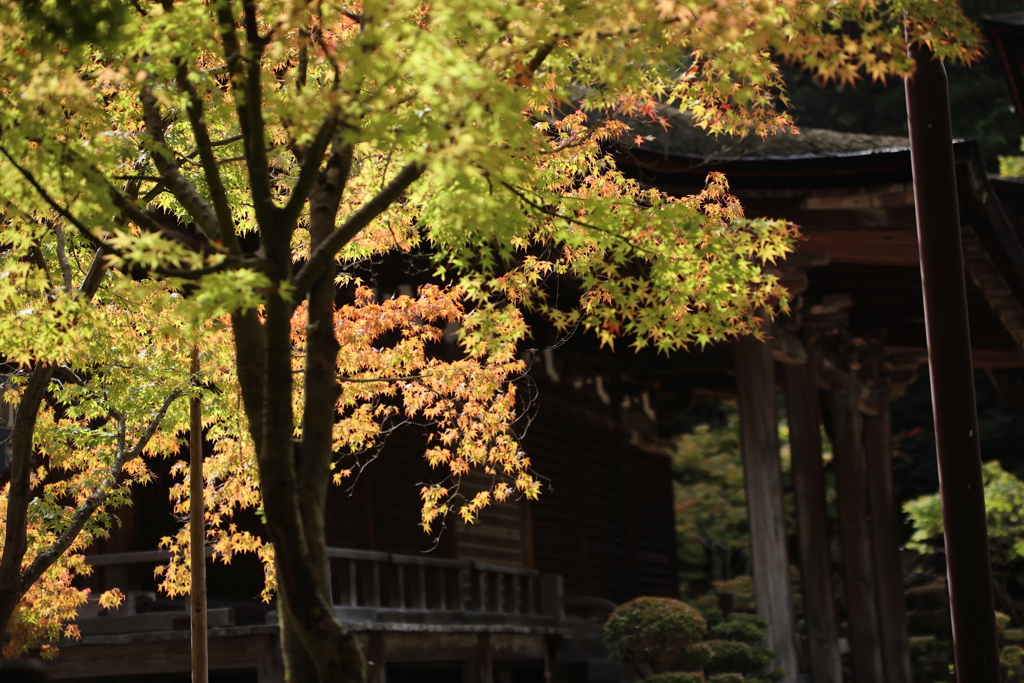 西明寺　紅葉