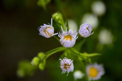 ハルジオンか？　 ヒメジョオンか？