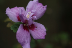 芙蓉