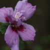 芙蓉