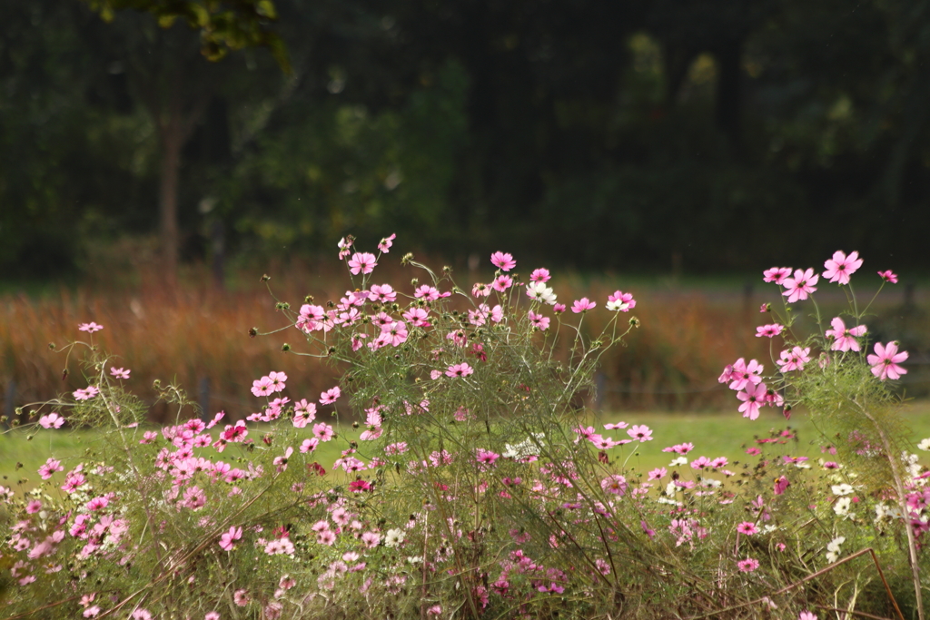 ピンクの花園