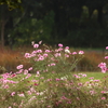 ピンクの花園