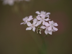 小町草