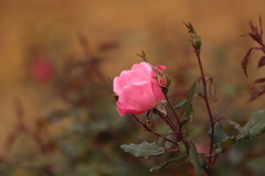 冬の薔薇