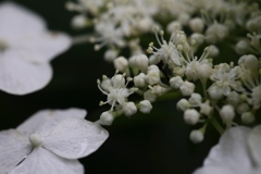 ちっちゃな花