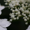 ちっちゃな花