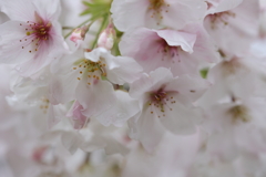 桜の咲く頃 ～大島桜