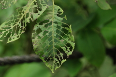 夏の虫たちの喧騒の後