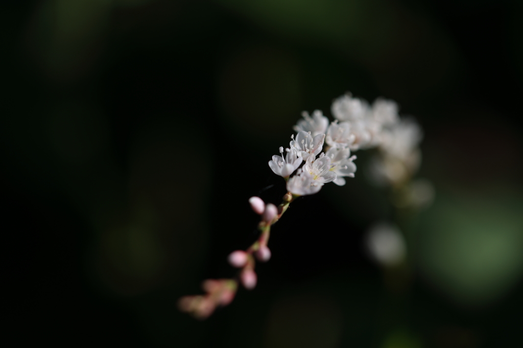 小さな花