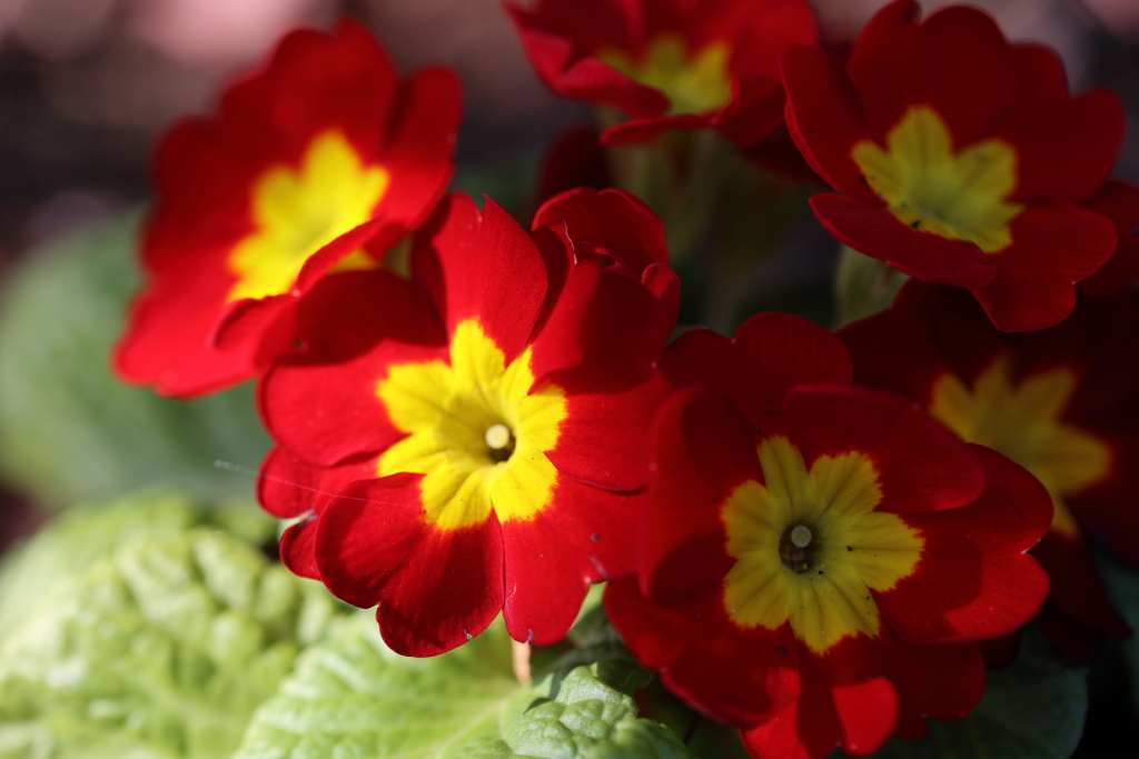 冬の花