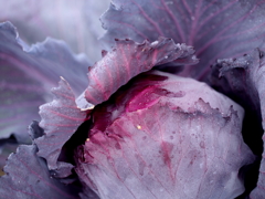 Red cabbage
