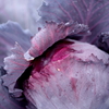 Red cabbage