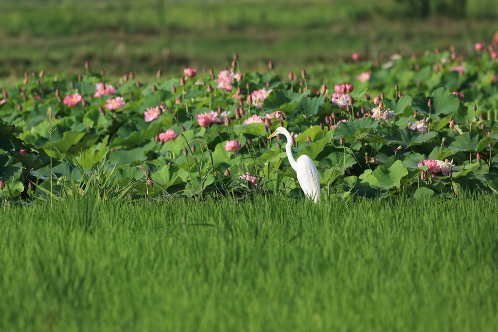 花見
