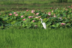 花見