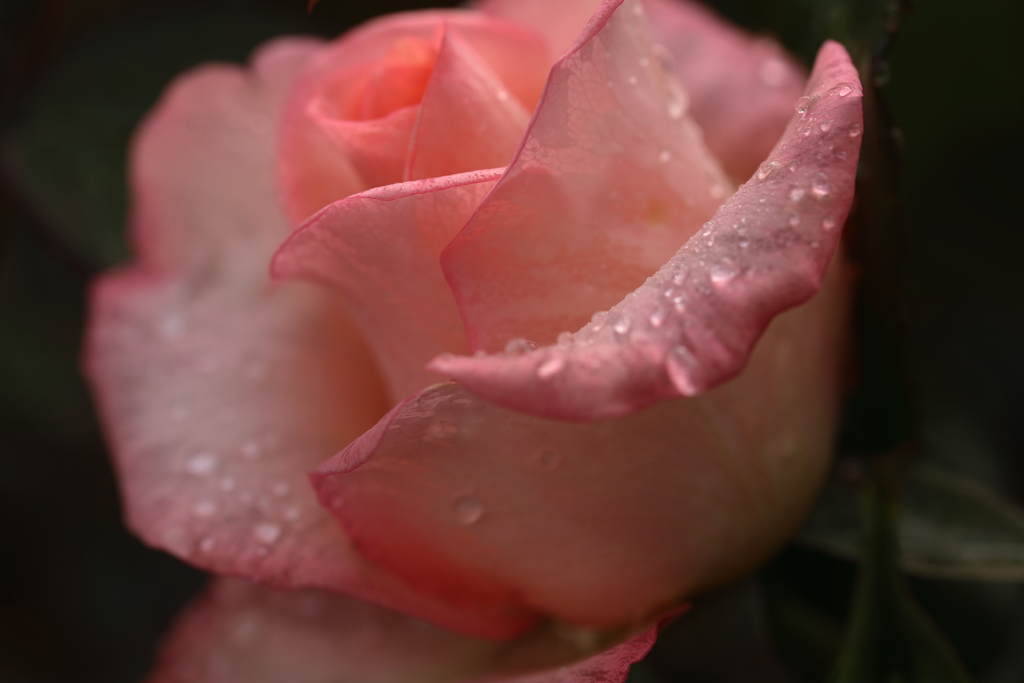 薔薇の涙